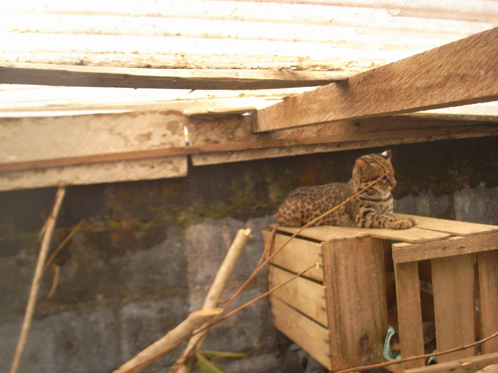 Tigerkatze kurz vor ihrer Freilassung
