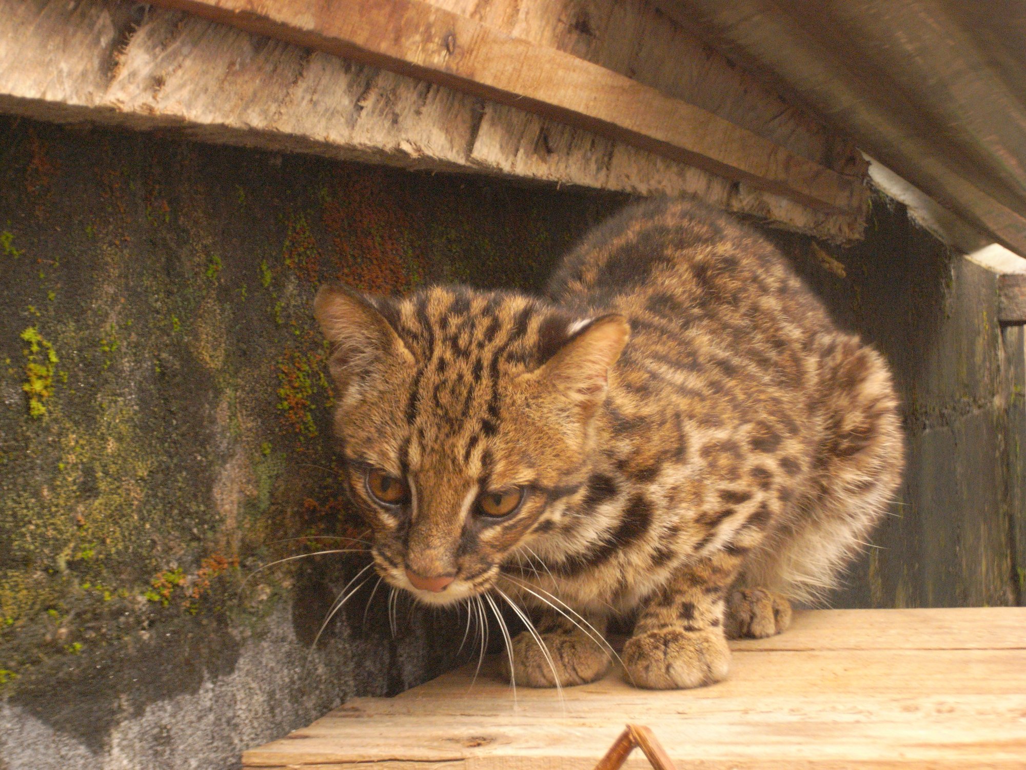 Young Tiger Cat