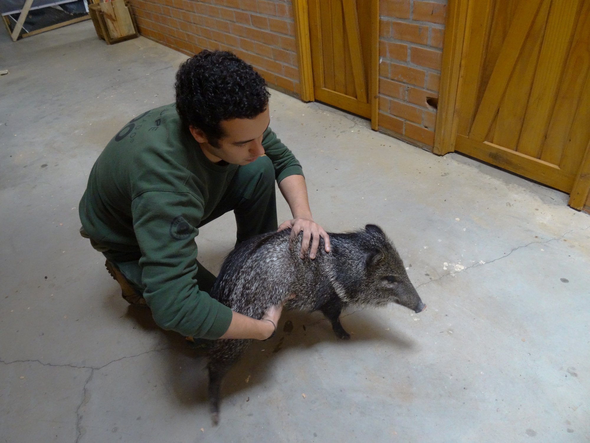 Pékari 8 Céline mit dem Zootierarzt des Gramadozoos