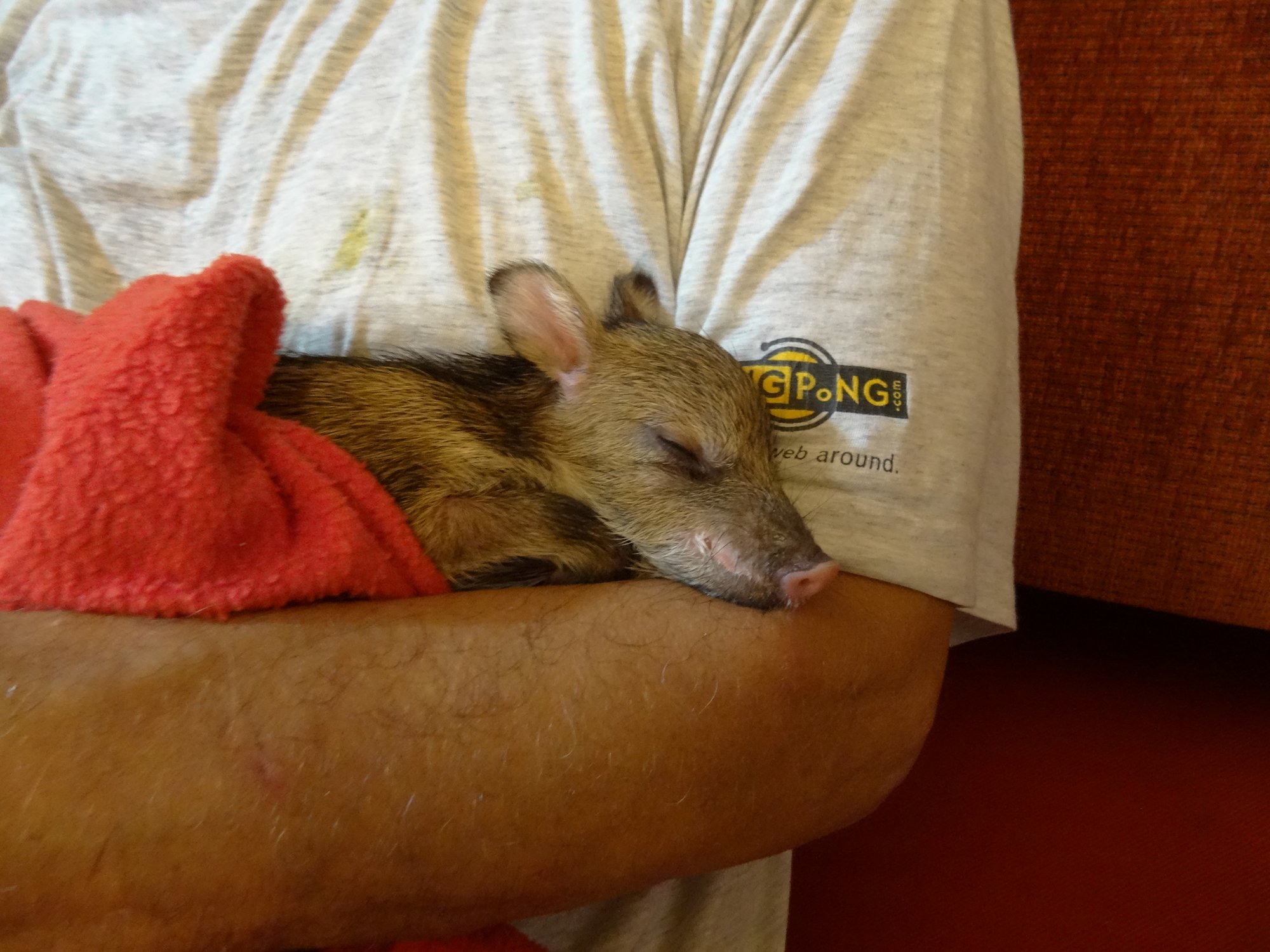 Newborn collared peccary Céline,