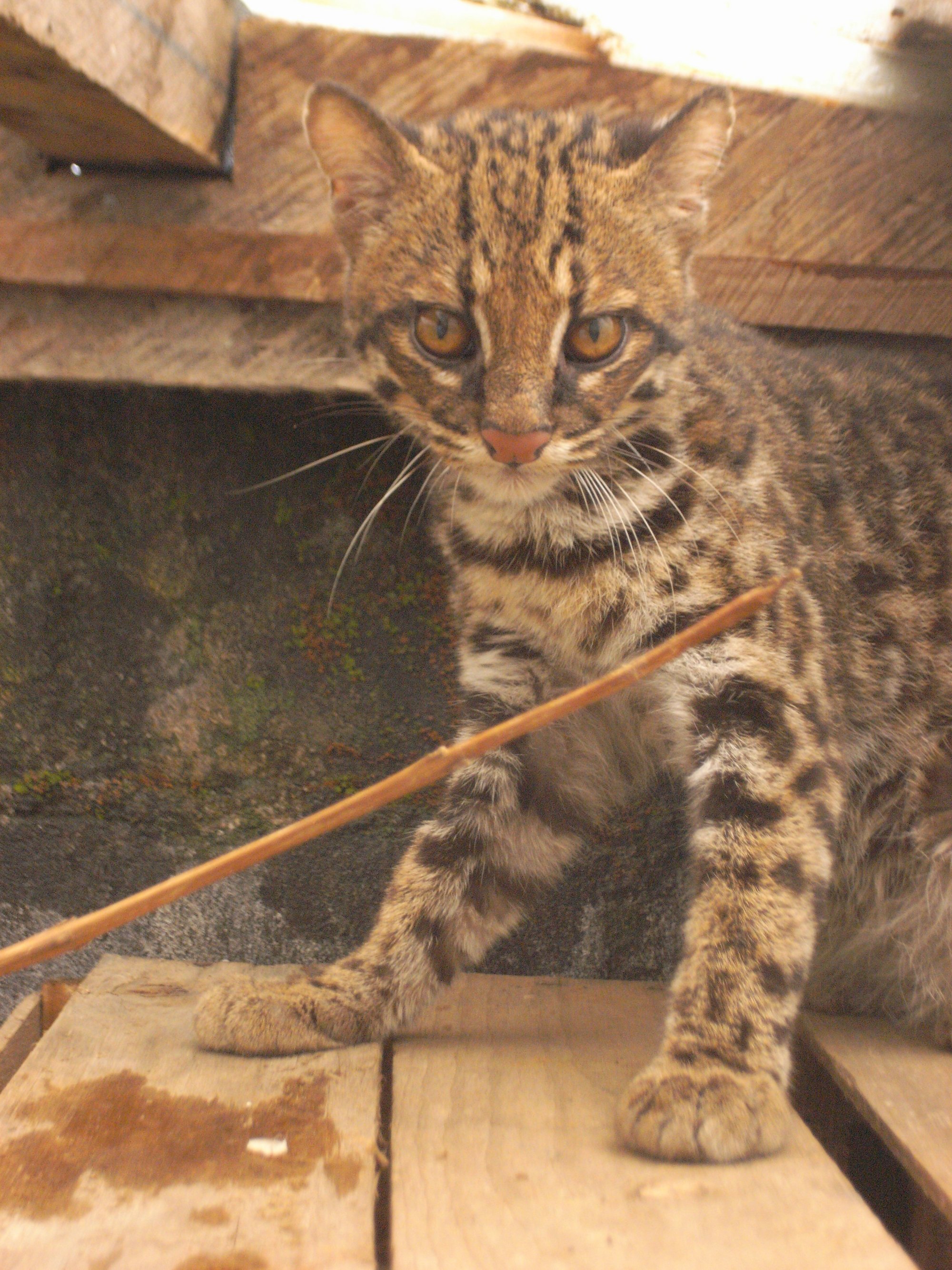 Tigerkatze 4 in der Pflege